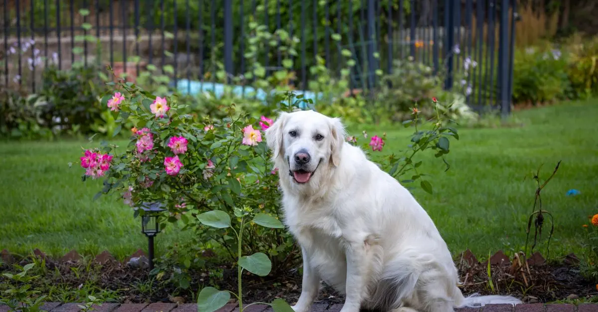 How to Spot Common Health Issues in Pets