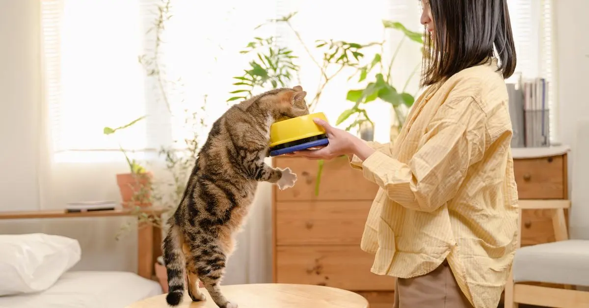 How to Create a Balanced Diet for Your Pet