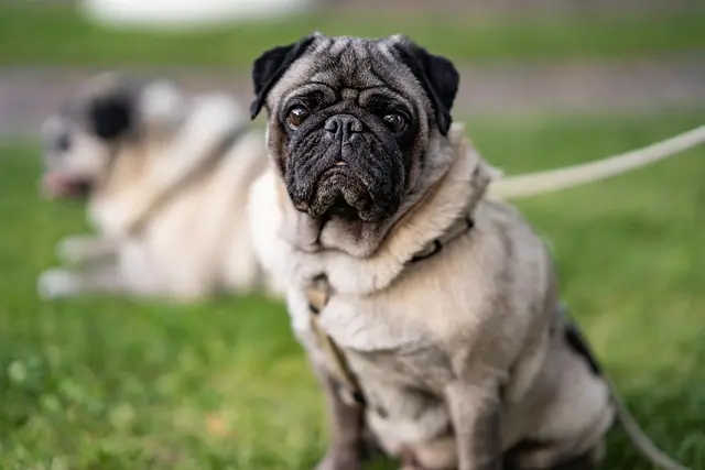 Pet Training Myths Debunked: What You Should Know