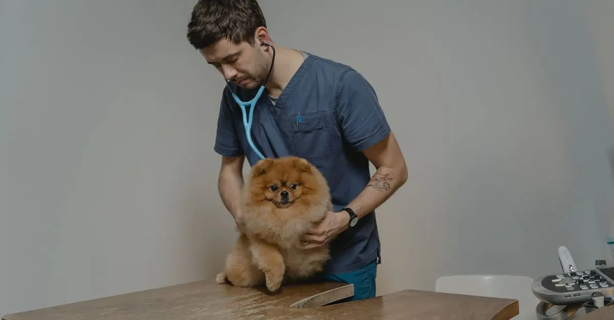 Importance of Regular Vet Visits for Your Pet