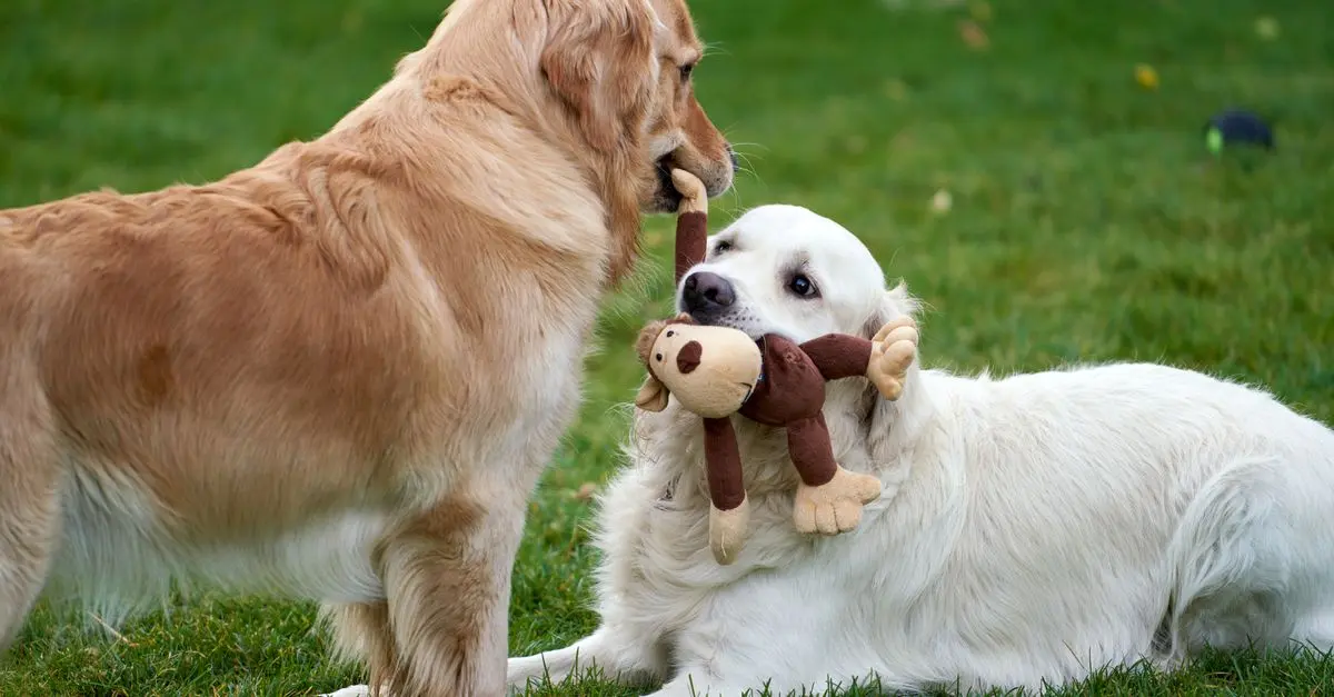 The Ultimate Guide to Pet Enrichment: Activities for Happy Pets