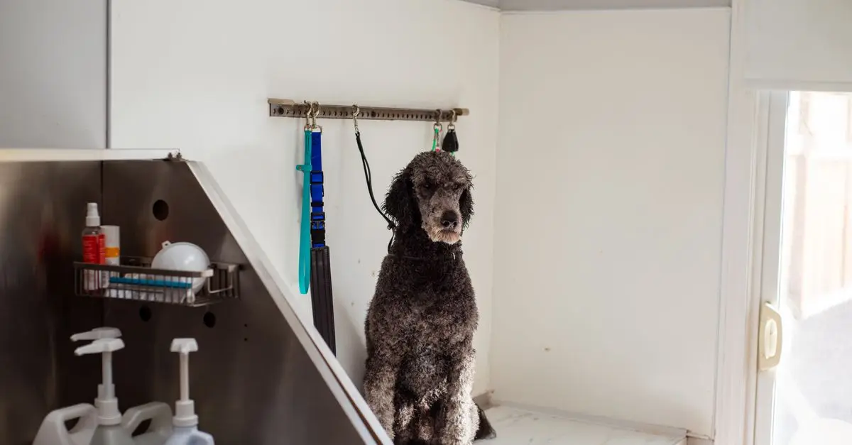 The Ultimate Guide to Pet Grooming: Tips and Techniques