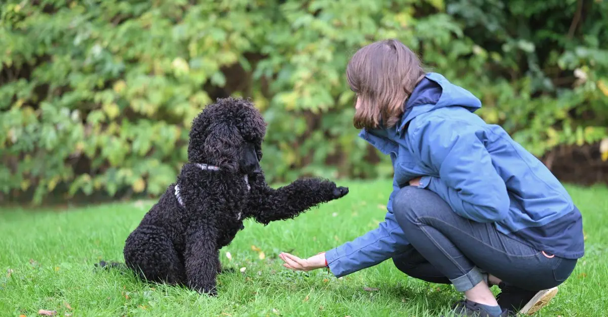 Essential Training Commands Every Dog Should Know