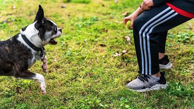 10 Must-Know Strategies for Enhancing Your Pet's Wellness