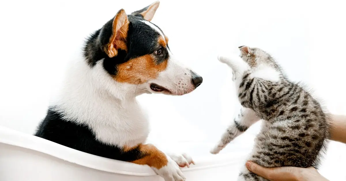 Current Pet Care Trends in 2026