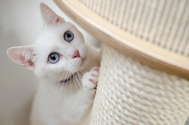 The Essential Guide to Choosing the Right Pet for Your Lifestyle