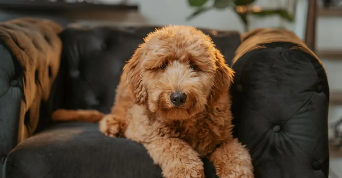 How to Create a Pet-Friendly Home