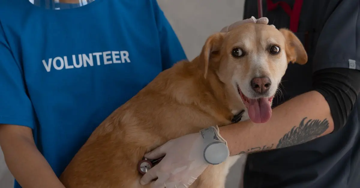 The Ultimate Guide to Pet Wellness Checkups