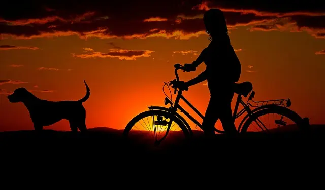 The Importance of Understanding Your Pet's Body Language
