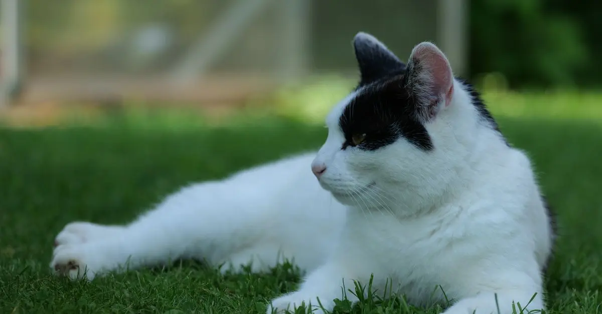 7 Tips for Creating a Safe Outdoor Space for Your Pet