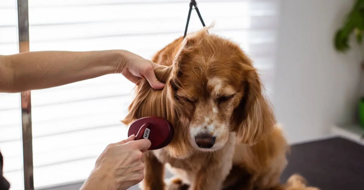 The Ultimate Guide to Pet Grooming: Techniques and Tips