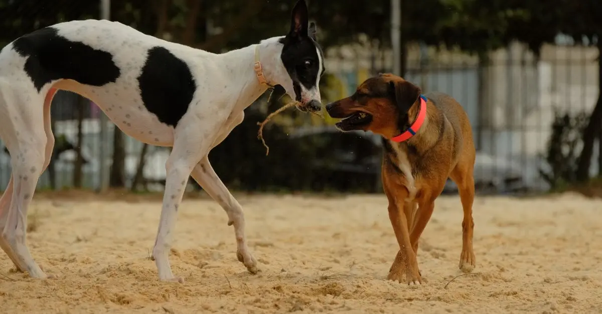 How to Create the Ultimate Pet Fitness Routine