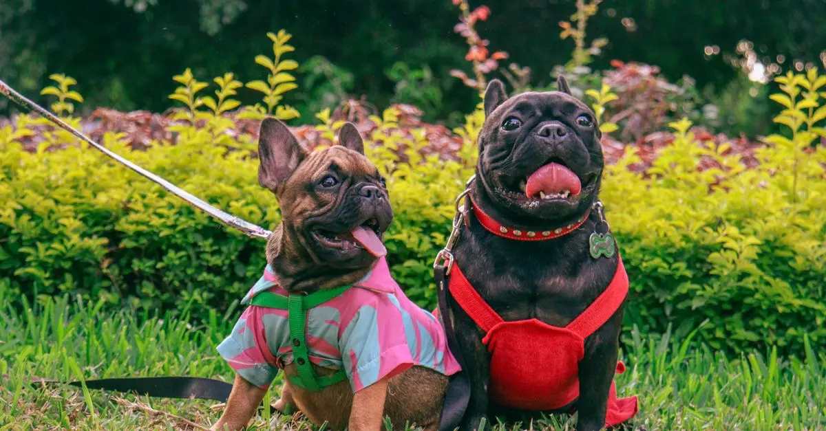 The Top 10 Most Popular Pet Breeds and Their Traits