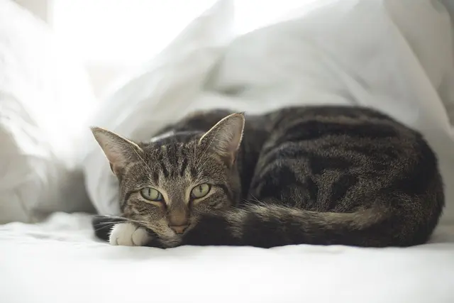 How to Create a Safe and Engaging Space for Your Pets