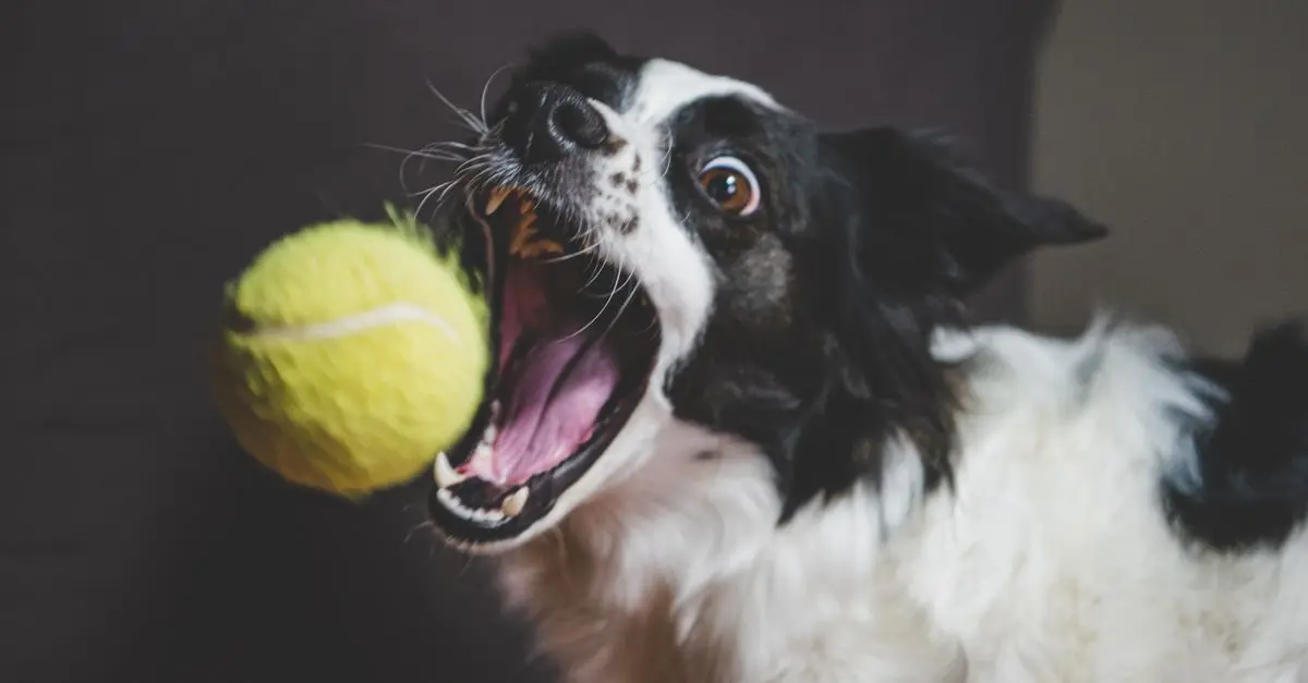 10 Fun Indoor Activities to Keep Your Pets Engaged