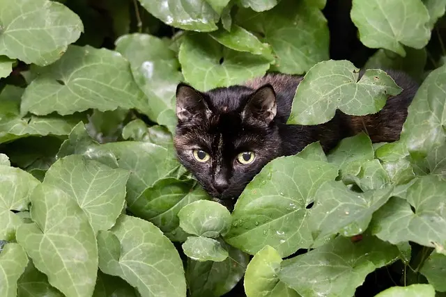 10 Must-Have Supplies for New Pet Owners