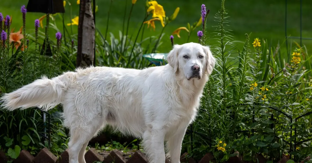The Ultimate Guide to Creating a Pet-Friendly Garden