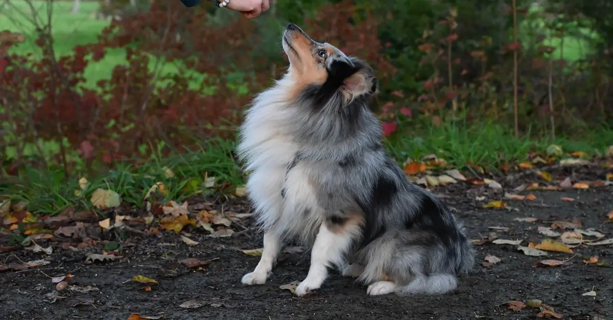 Top 10 Pet Training Techniques Every Owner Should Know