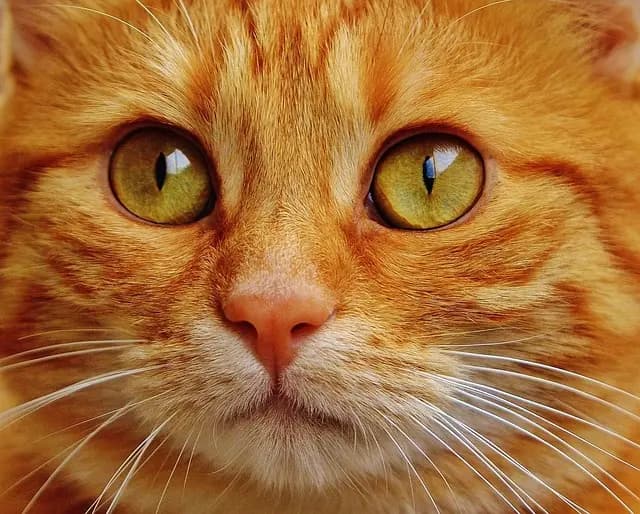 10 Must-Know Safety Tips for Pet Owners
