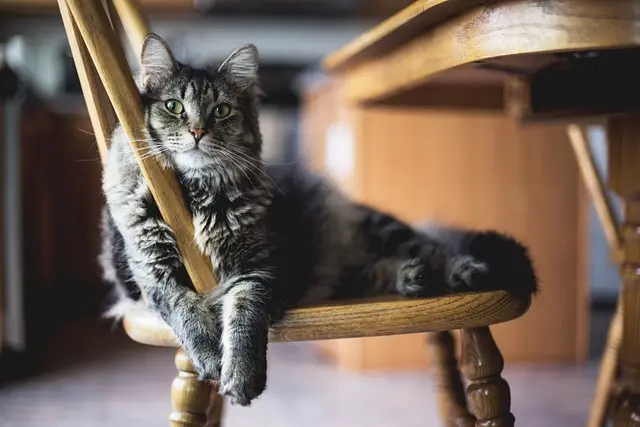 How to Choose the Best Pet Products for Your Furry Friends