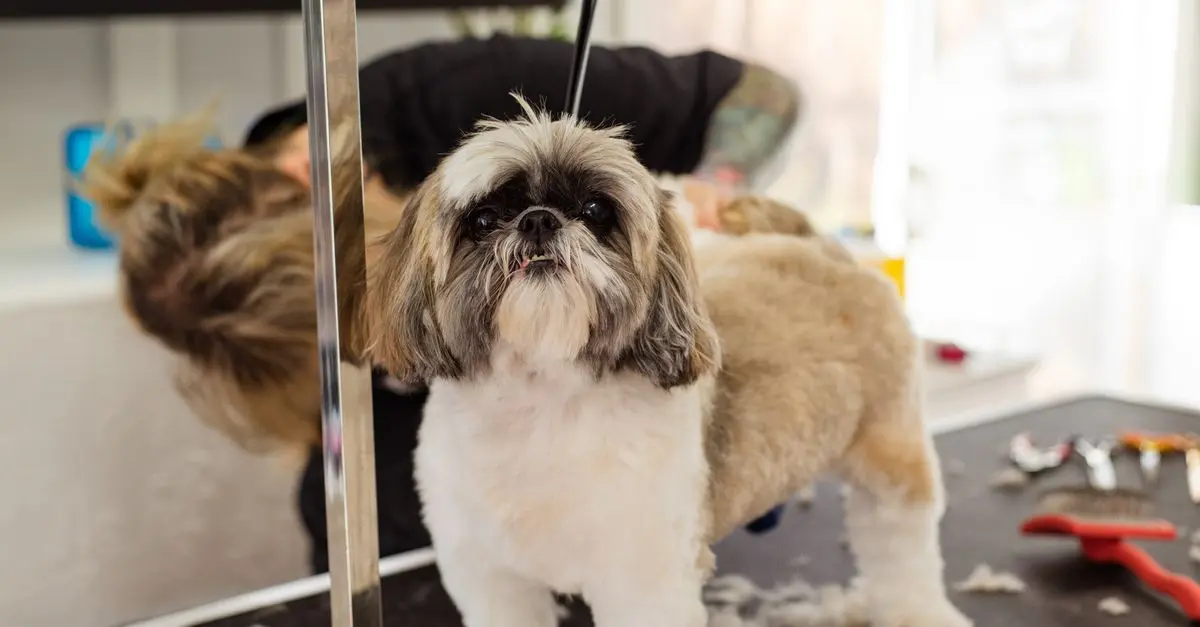 DIY Pet Toys: Fun Projects for You and Your Pet