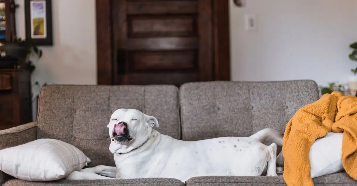 How to Calm an Anxious Pet: Techniques That Work
