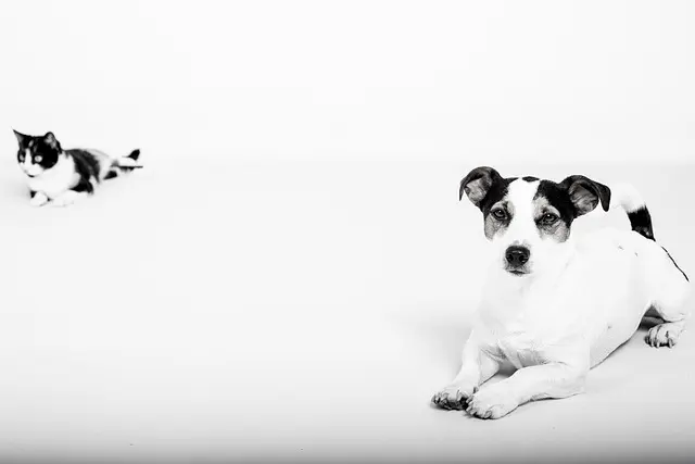 Top 10 Pet Care Innovations Revolutionizing Pet Ownership