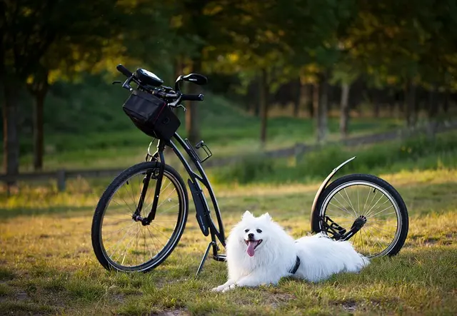 The Ultimate Guide to Pet-Friendly Activities for All Seasons