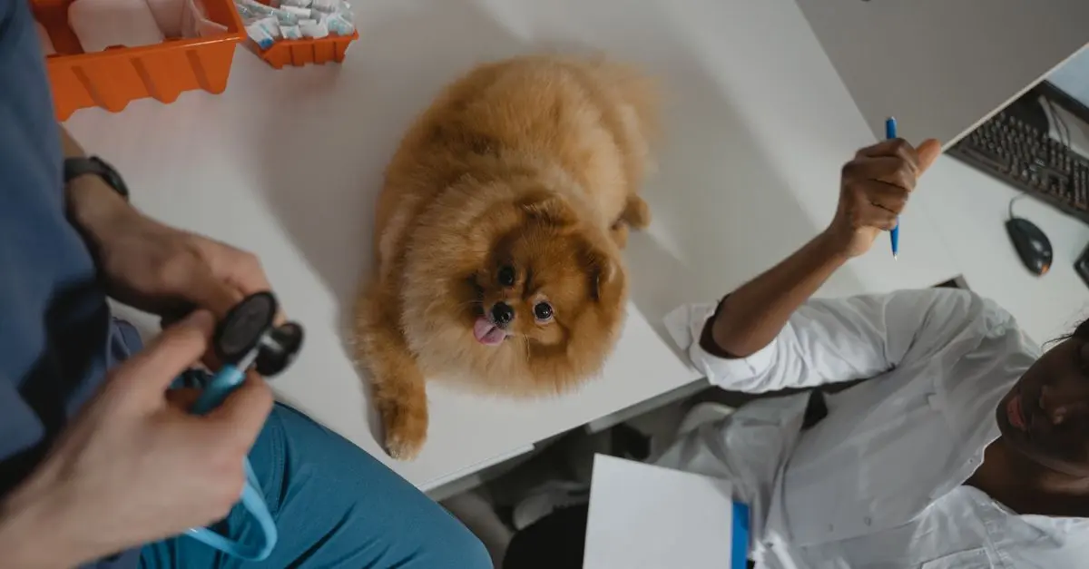 Pet Insurance: Is It Worth It?