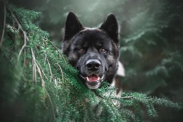 Top 10 Pet Care Trends You Should Know in 2026