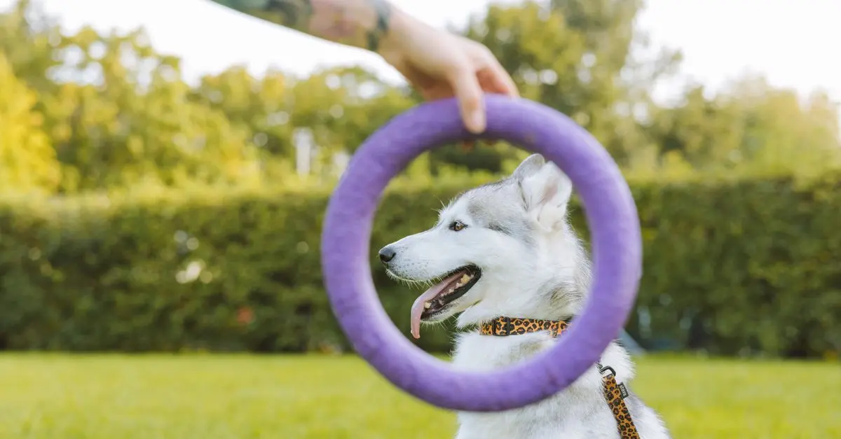 10 Must-Have Accessories for a Happy Pet