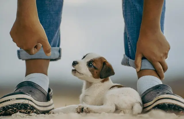 10 Essential Tips for Keeping Your Pets Engaged and Happy