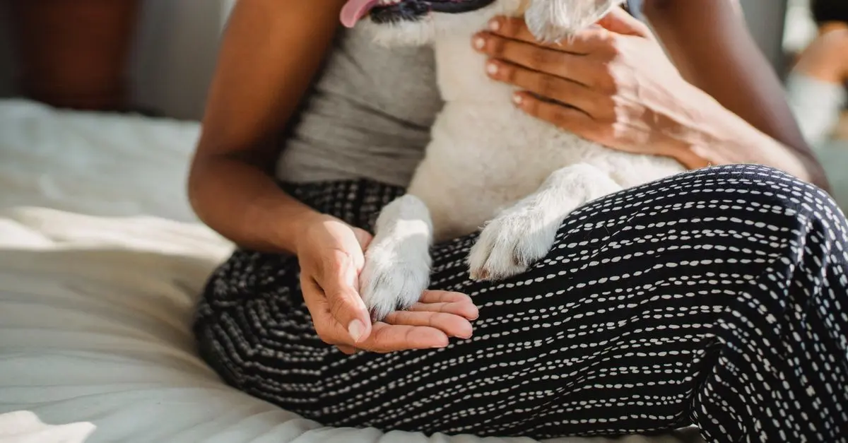 10 Essential Tips for Enhancing Your Pet's Quality of Life