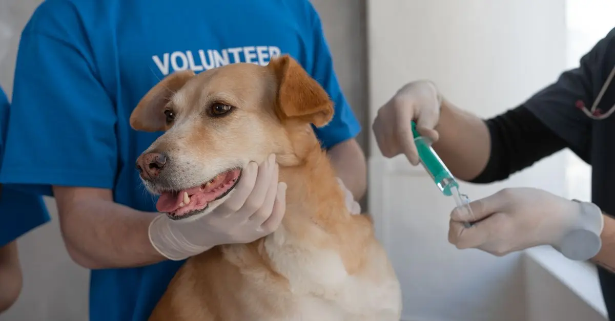 Essential Vaccinations for Your Pet: What You Need to Know