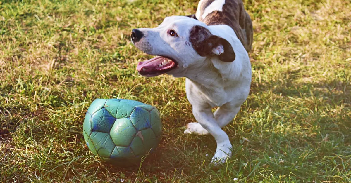 How to Build the Ultimate Pet Care Routine