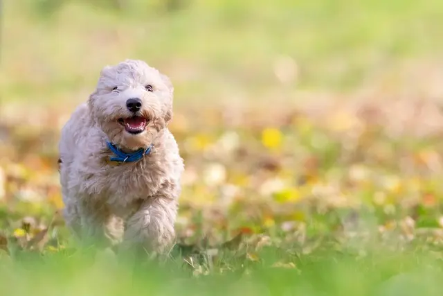 10 Fun Activities to Enrich Your Pet's Life