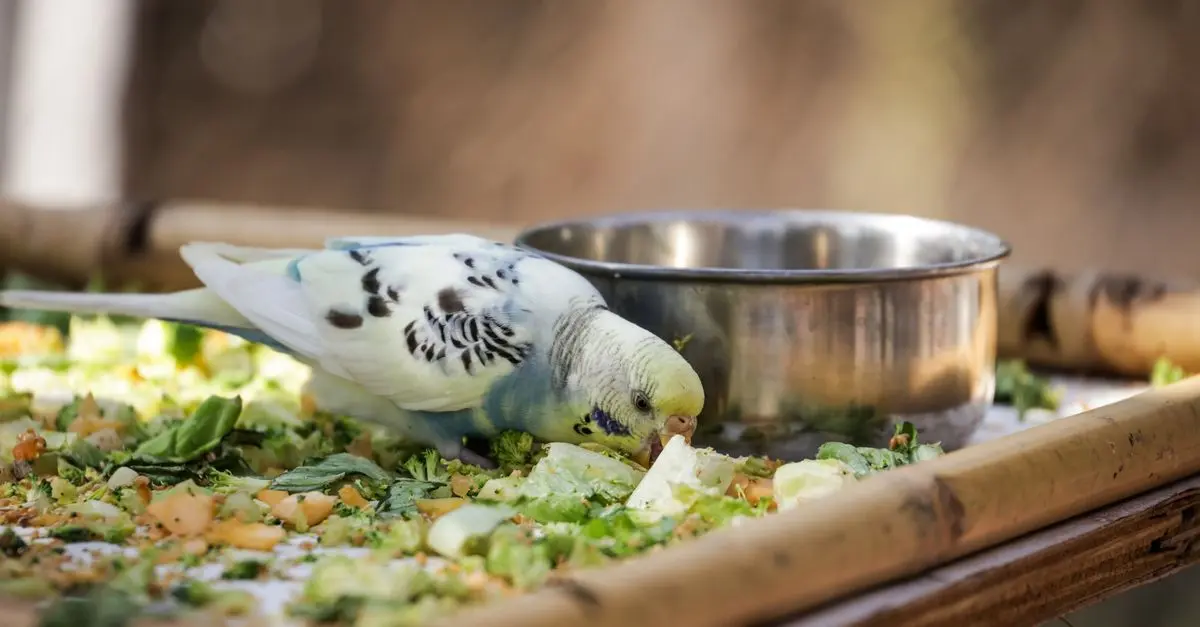 Understanding the Different Types of Pet Food: A Guide for Owners