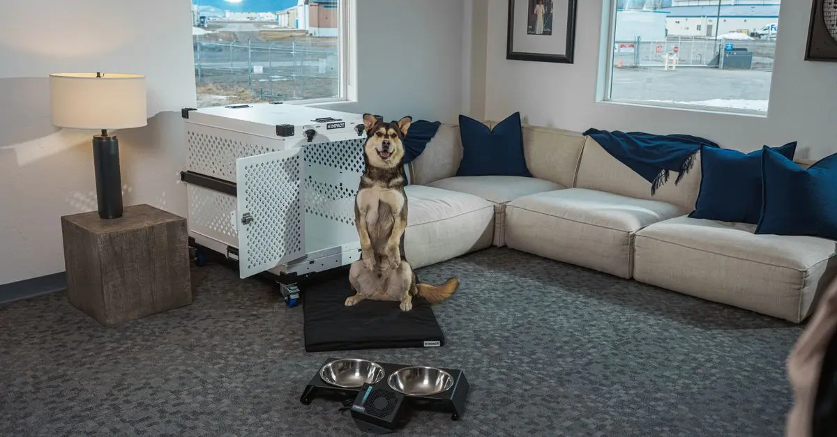 How to Create an Engaging Pet-Friendly Environment