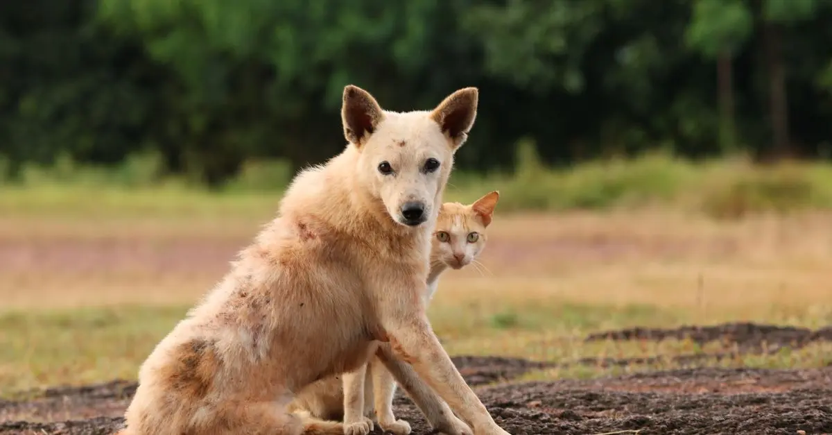 10 Fun Activities to Enjoy with Your Pet