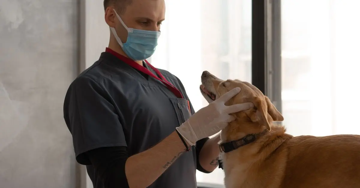 Understanding the Benefits of Routine Vet Visits for Pets