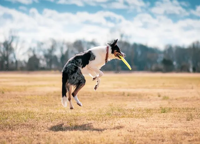 10 Essential Tips for Creating the Ultimate Pet Care Routine