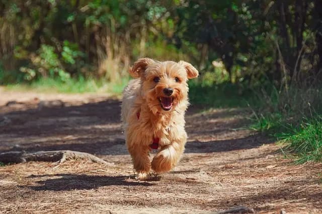 How to Select the Best Pet for Your Lifestyle