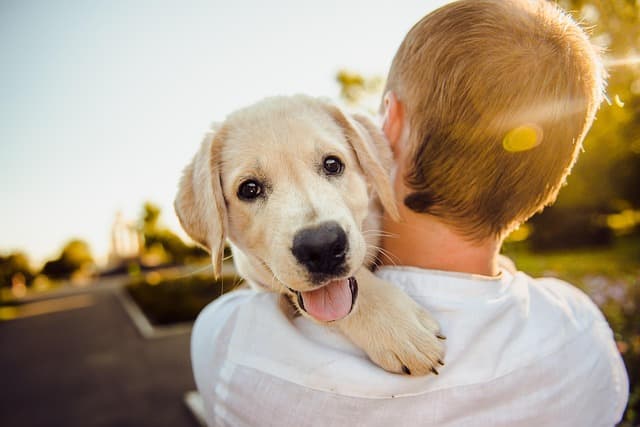 10 Essential Tips for Training Your New Puppy