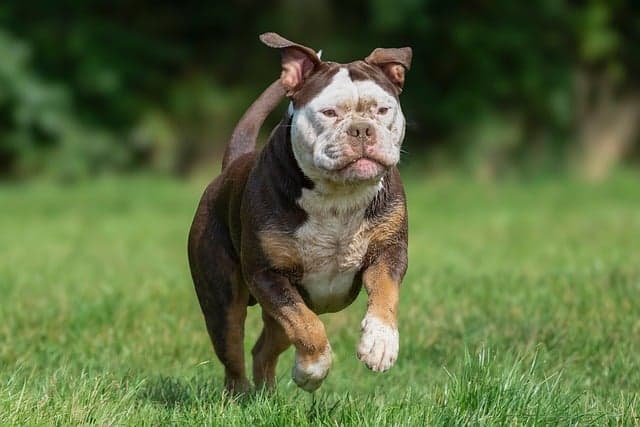 10 Essential Enrichment Activities for Your Pet