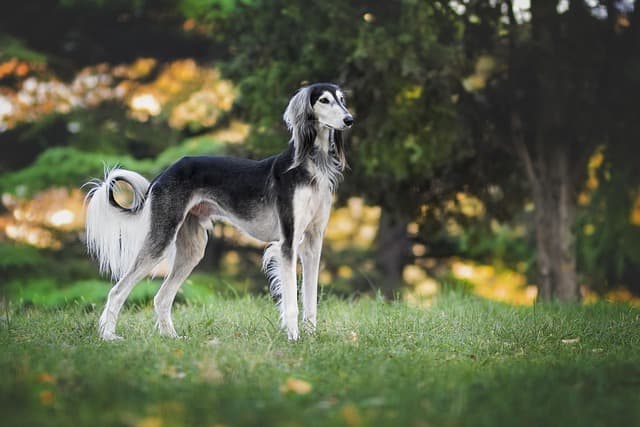 The Most Common Misconceptions About Pet Care