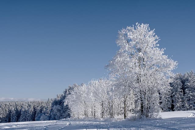 10 Essential Tips for Pet Care in Every Season
