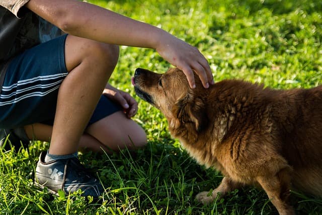 10 Unique Pet Care Tips for Happy and Healthy Pets