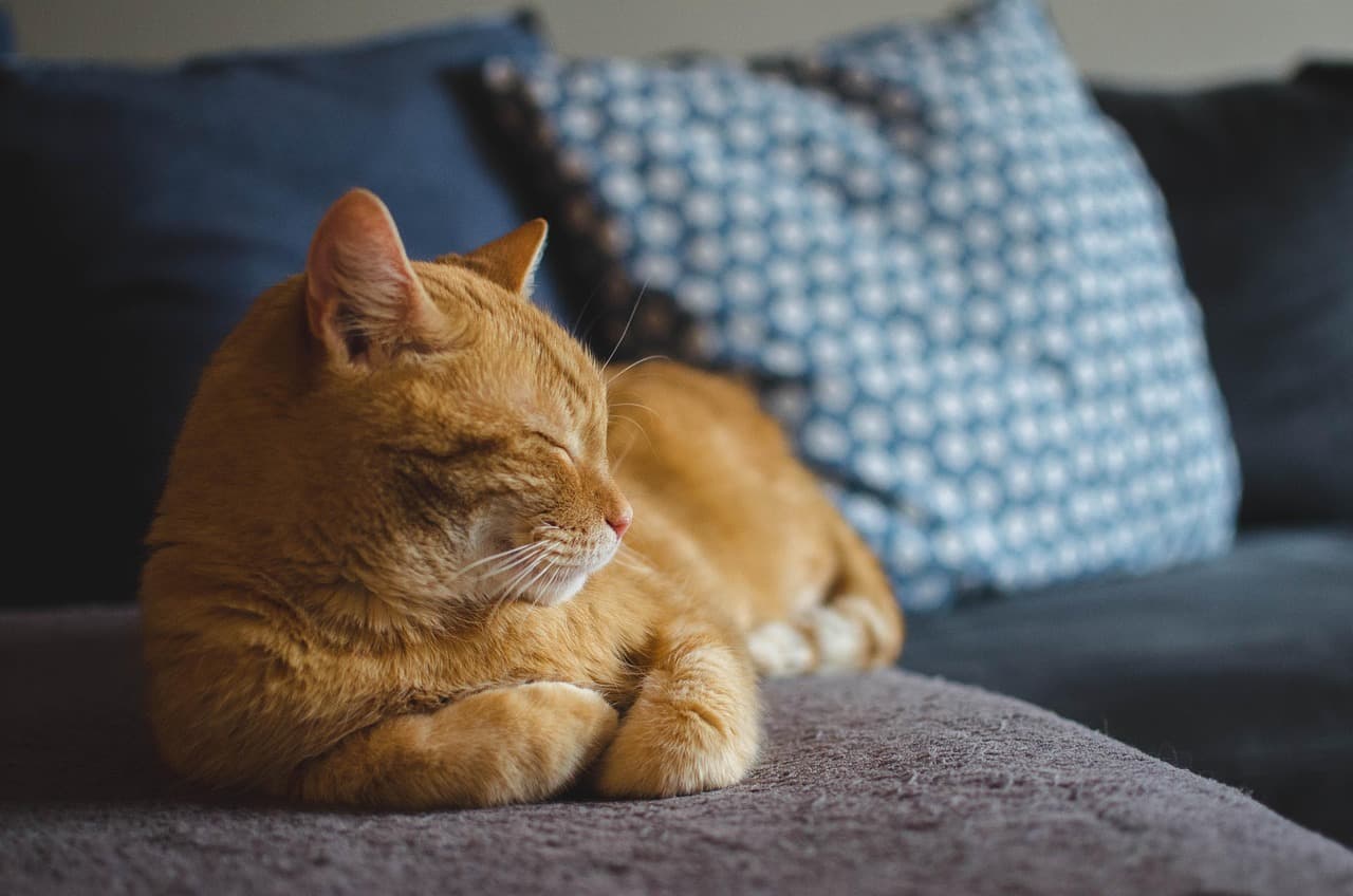 How to Create the Perfect Pet Care Schedule for Your Pet