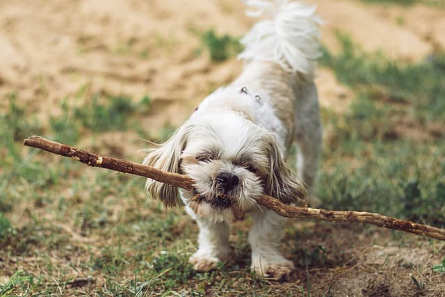How to Choose the Best Pet for Your Family: A Complete Guide