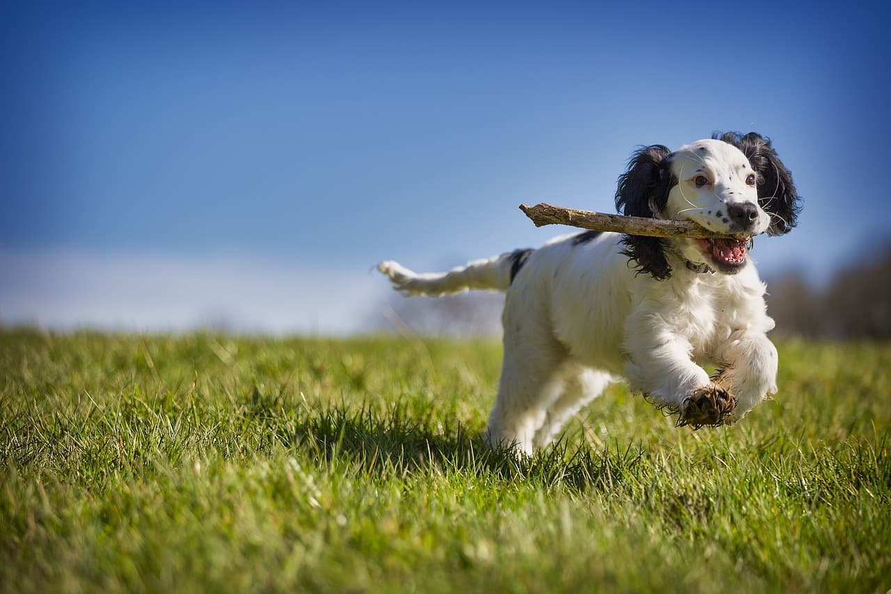 The Ultimate Guide to Pet-Friendly Activities for All Seasons